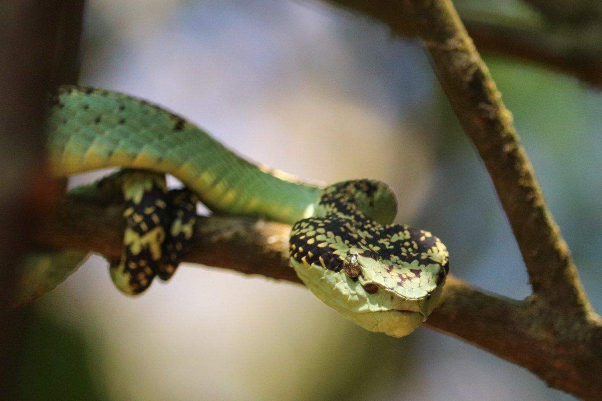 sri lankan green pit viper is among the animals native to sri lanka