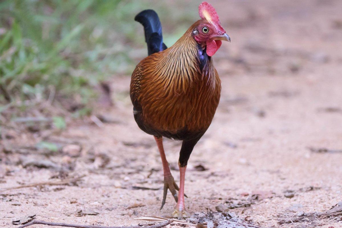 sri lankan junglefowl is one of the animals endemic to sri lanka