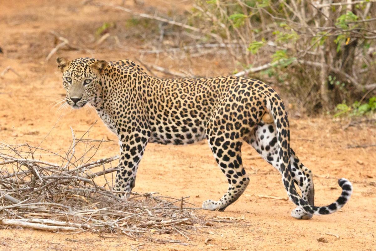 sri lankan leopard is one of the animals found in sri lanka