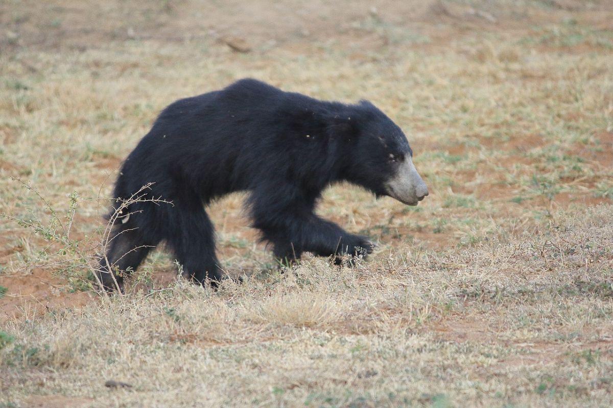 sri lankan sloth bear is among the indigenous animals in sri lanka