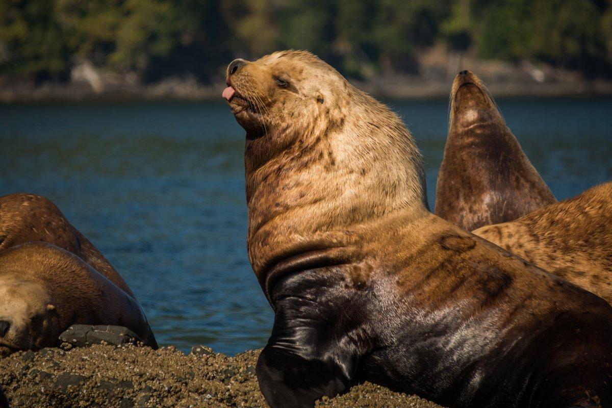 steller sea lion is one of the animals found in japan