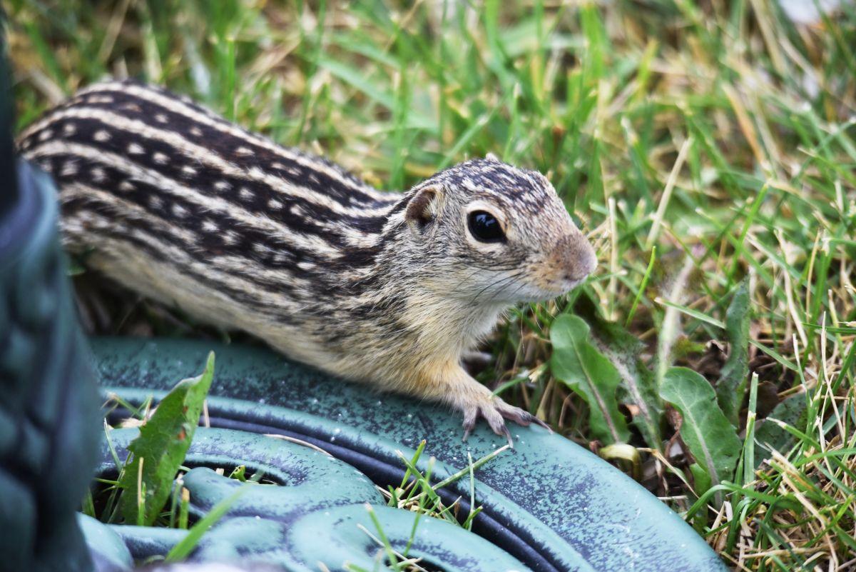 striped ground squirrel