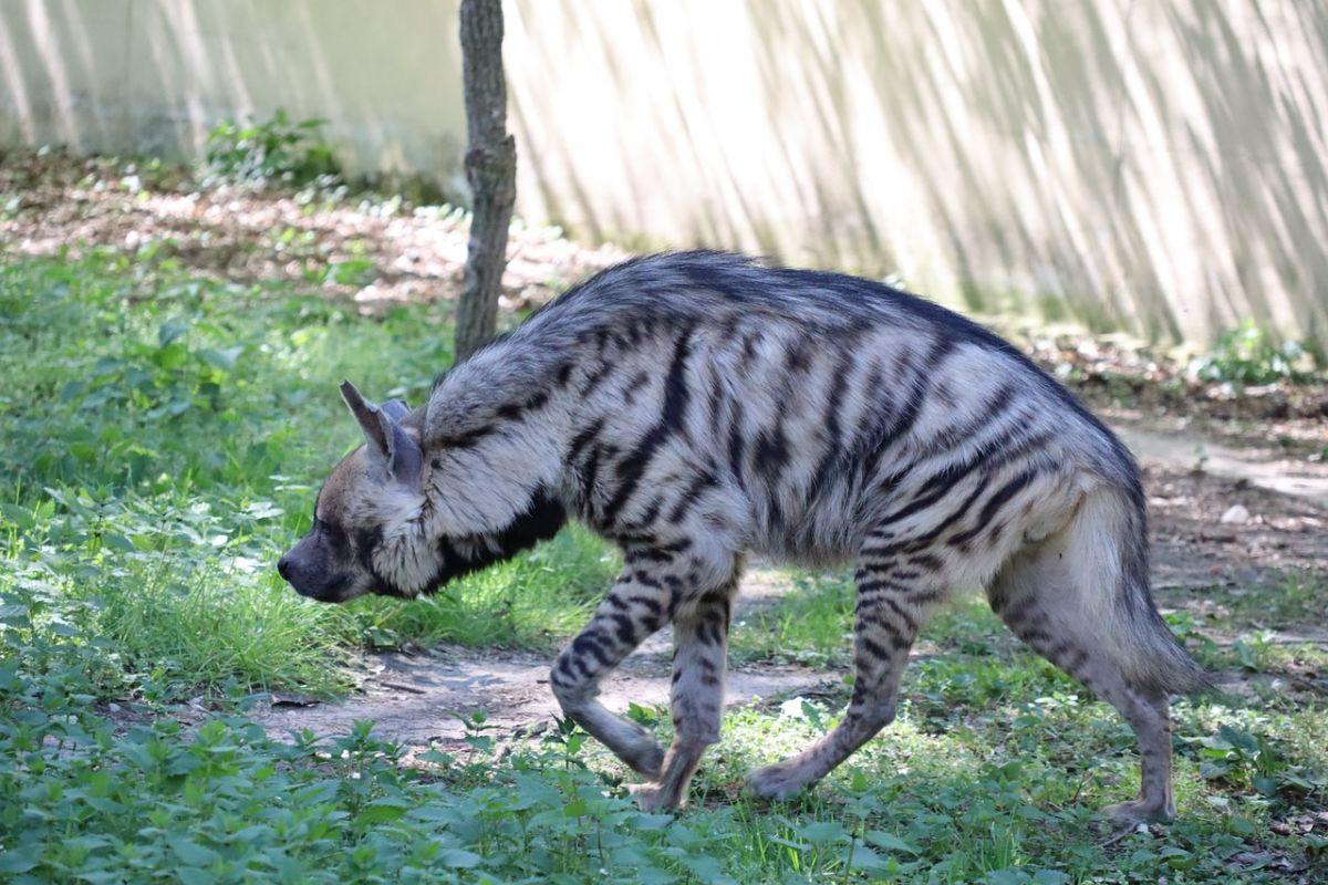 striped hyena in tajikistan