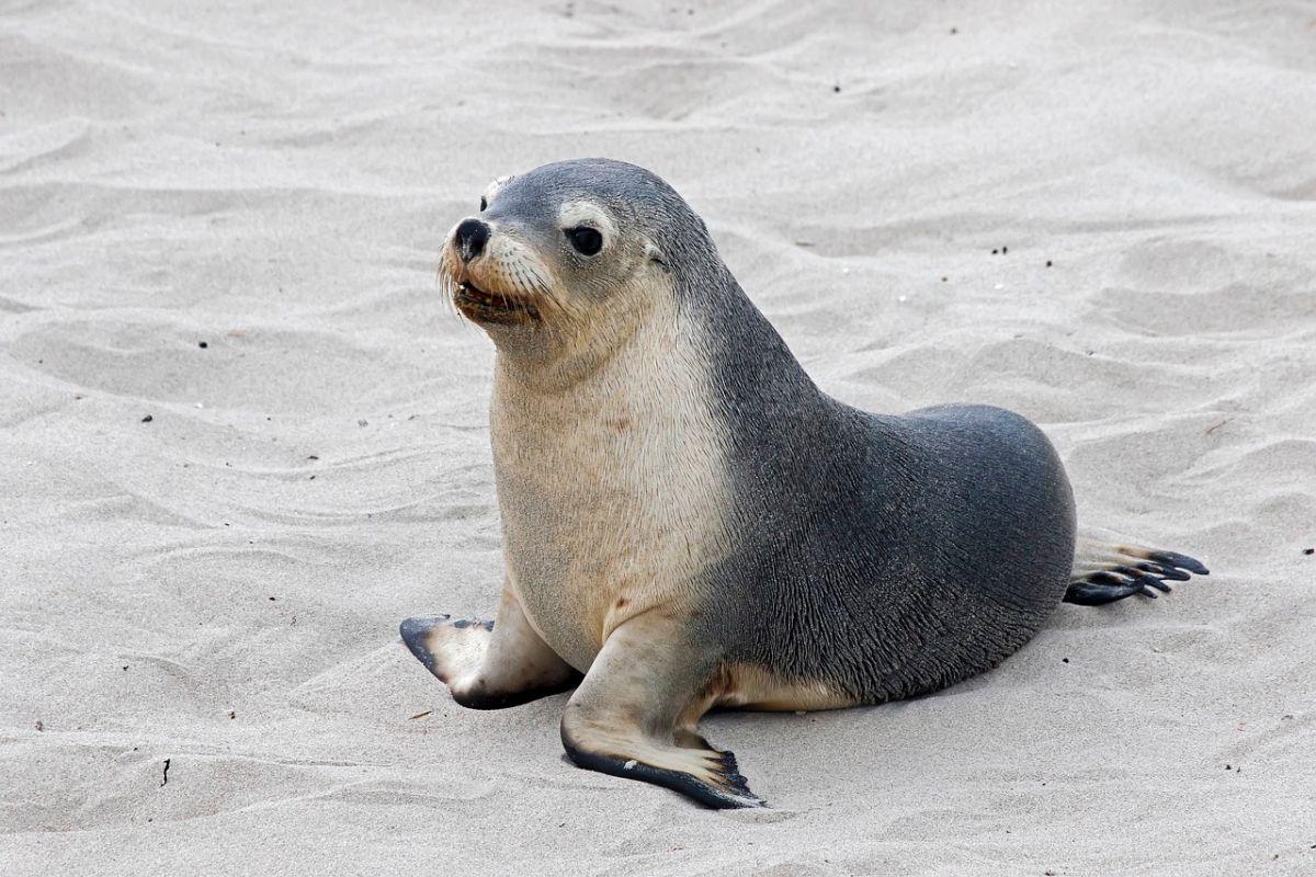 subantarctic fur seal