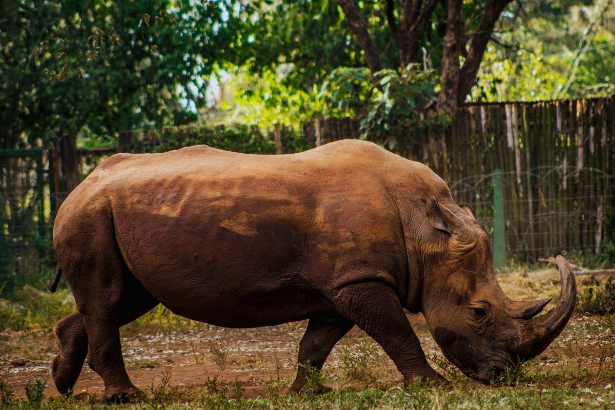 sumatran rhinoceros