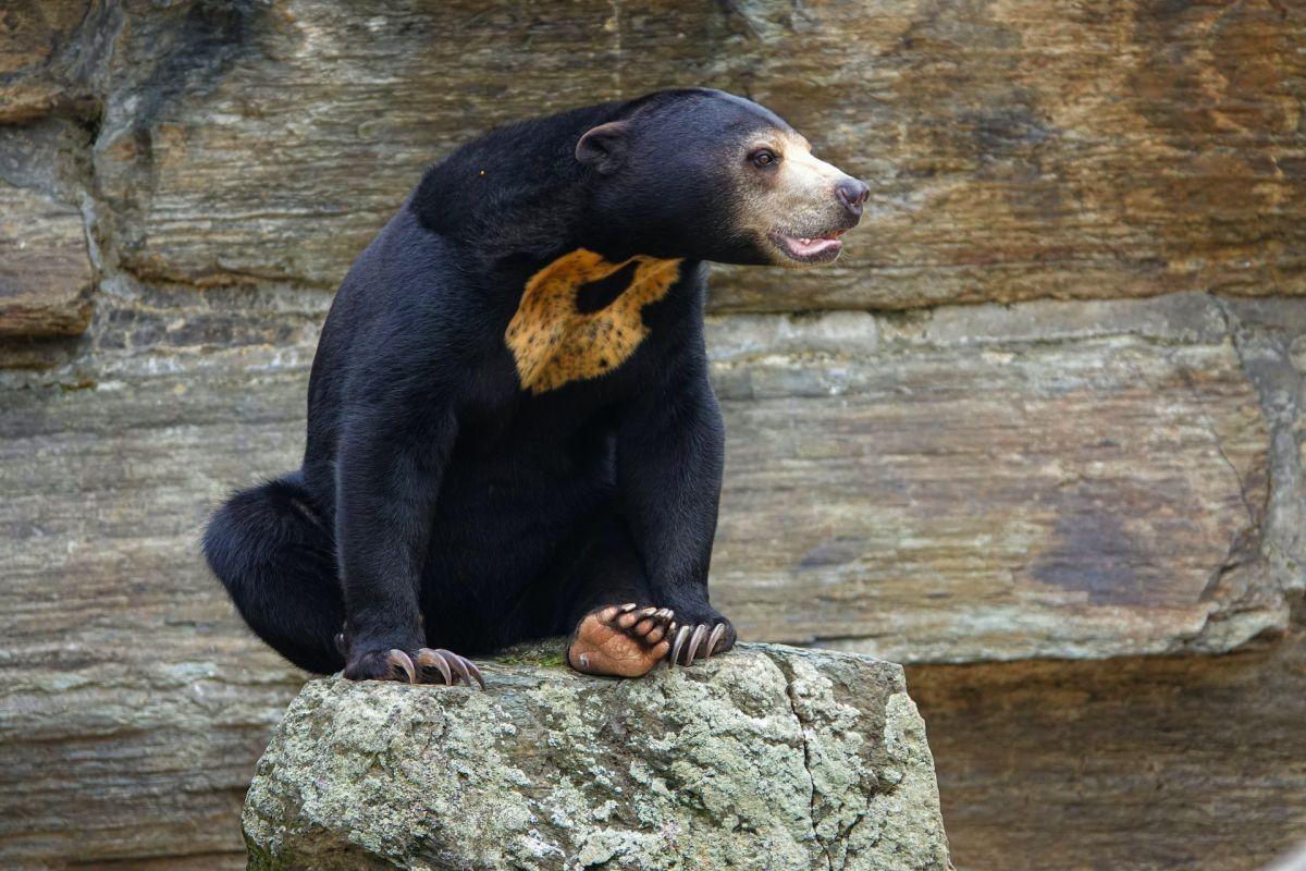 sun bear is one of the wild animals malaysia has on its land