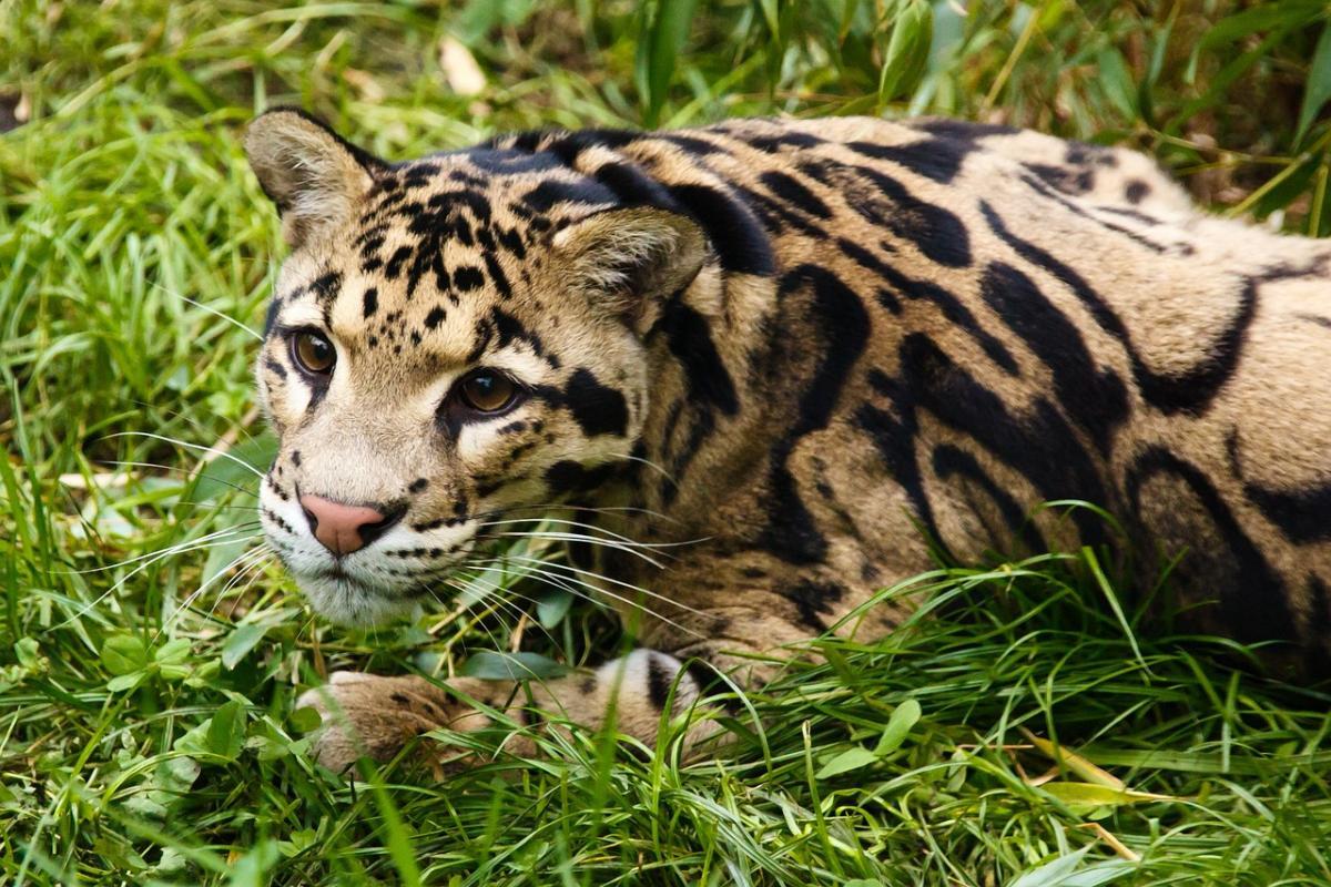 sunda clouded leopard