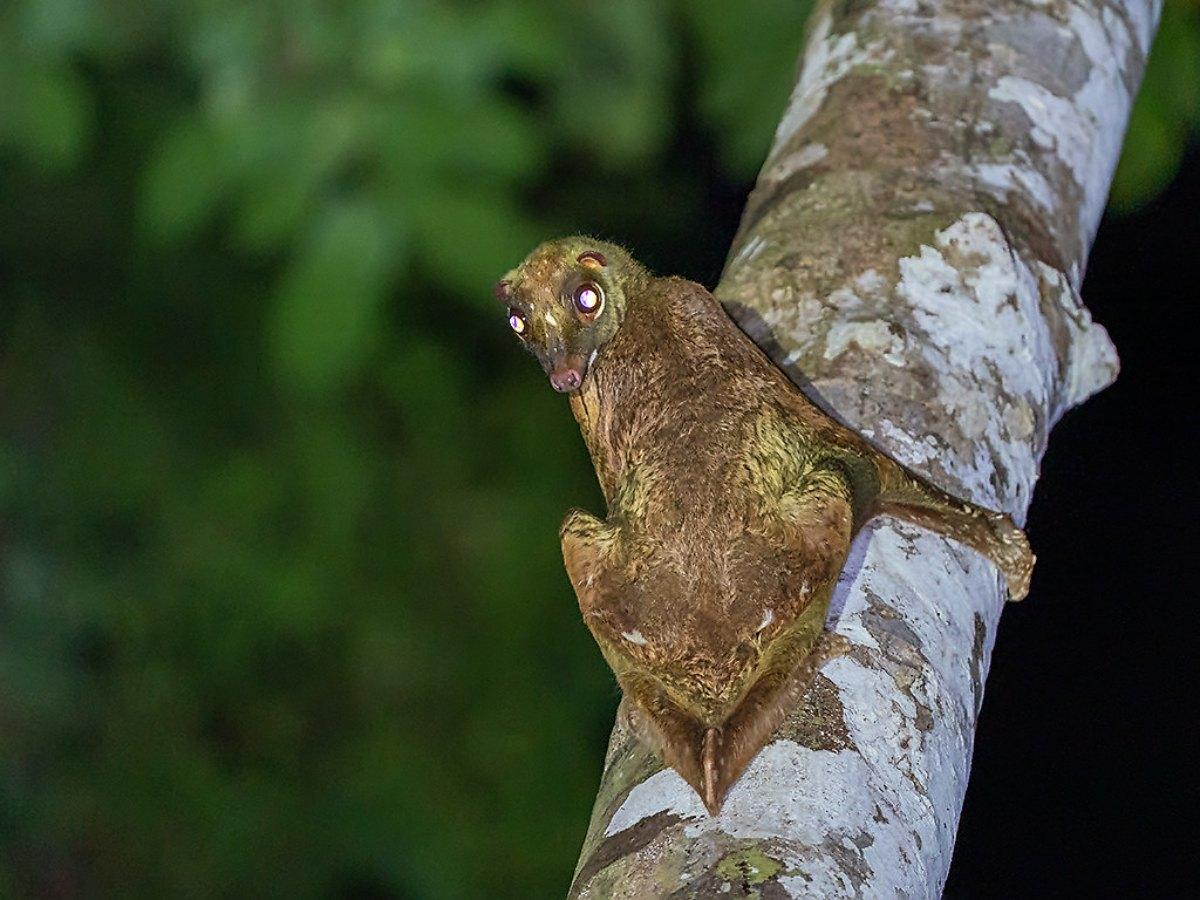 sunda flying lemur