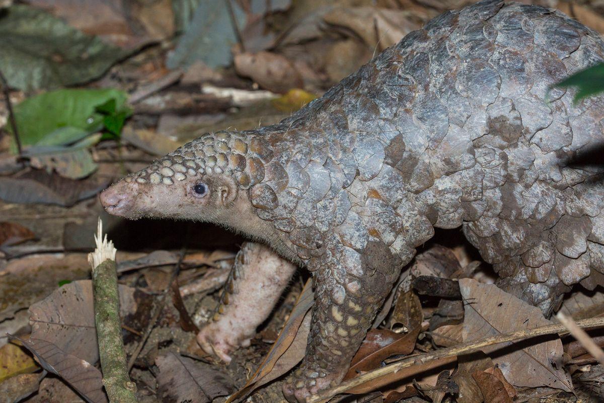 sunda pangolin is among the native thailand animals