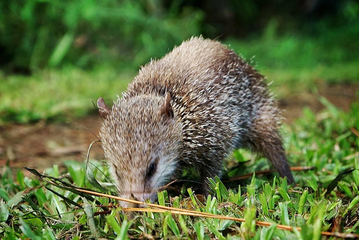 tailless tenrec