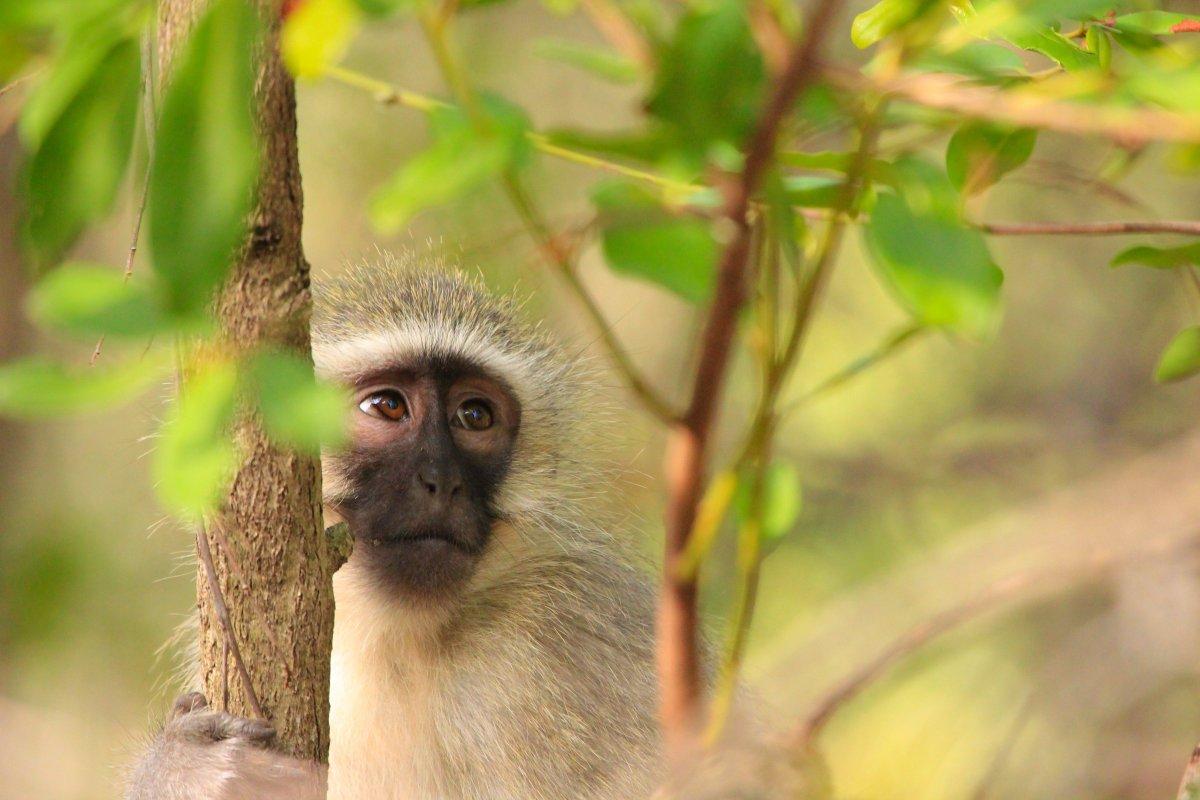 tantalus monkey is part of the togo wildlife