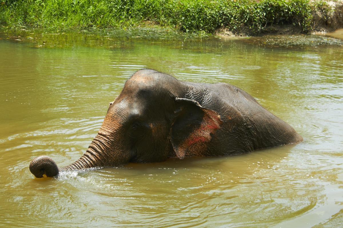 thai elephant is the national animal of thailand