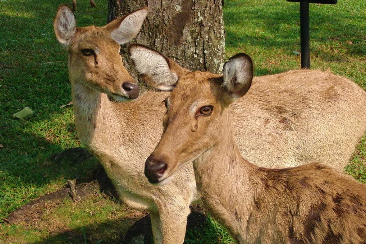 thamin is one of the endangered animals in myanmar