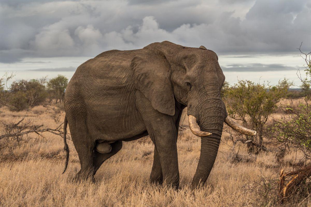 the elephant is the ivory coast national animal
