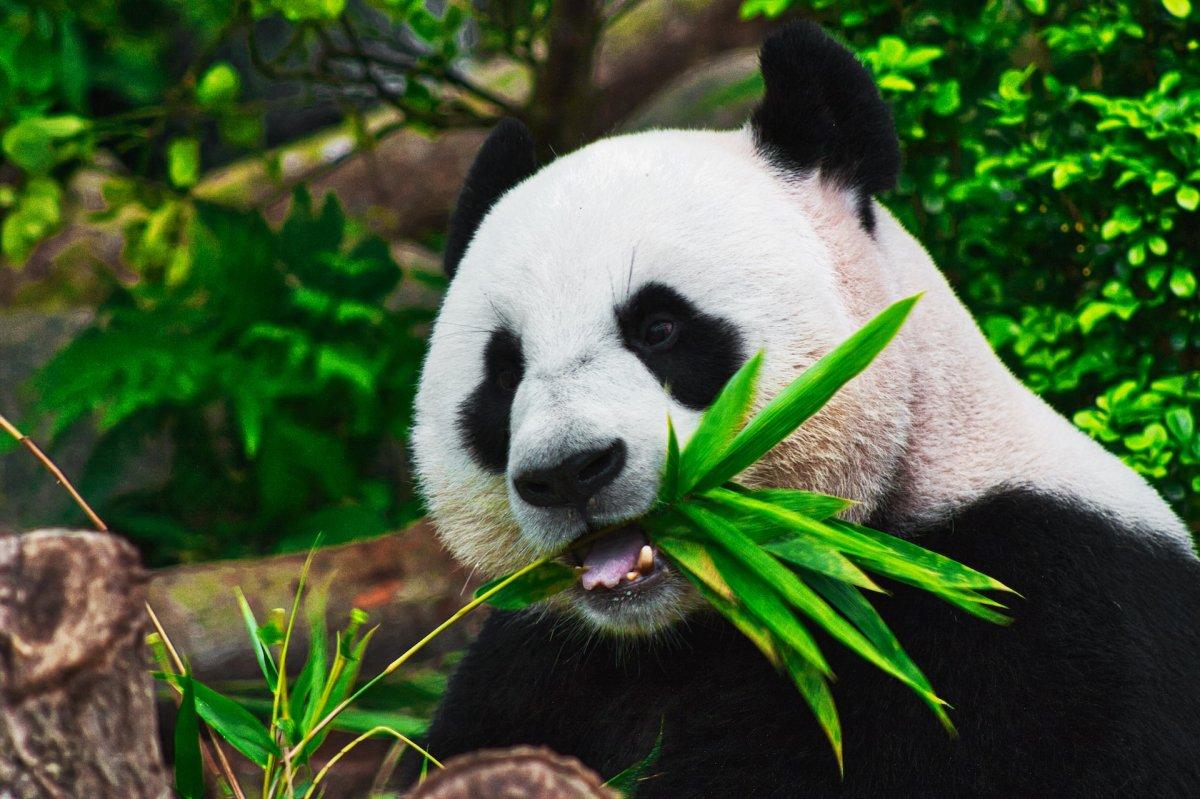 the giant panda is the national animal of china