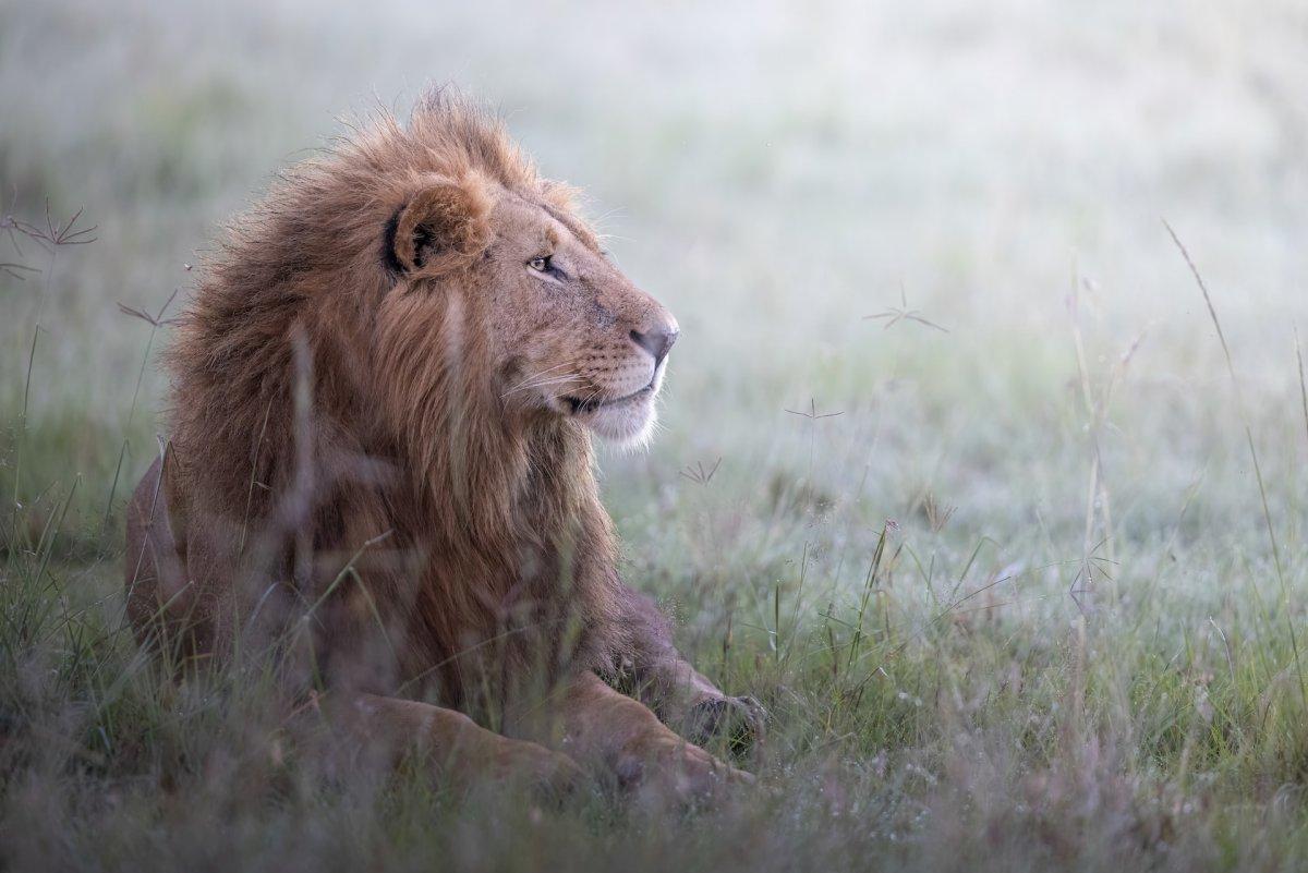 the lion is singapore national animal