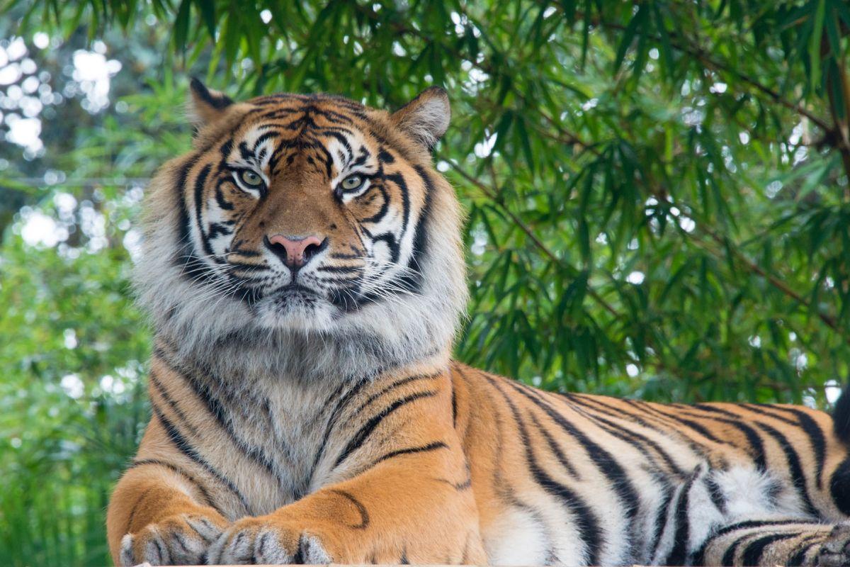 the malaysan tiger is the national animal of malaysia