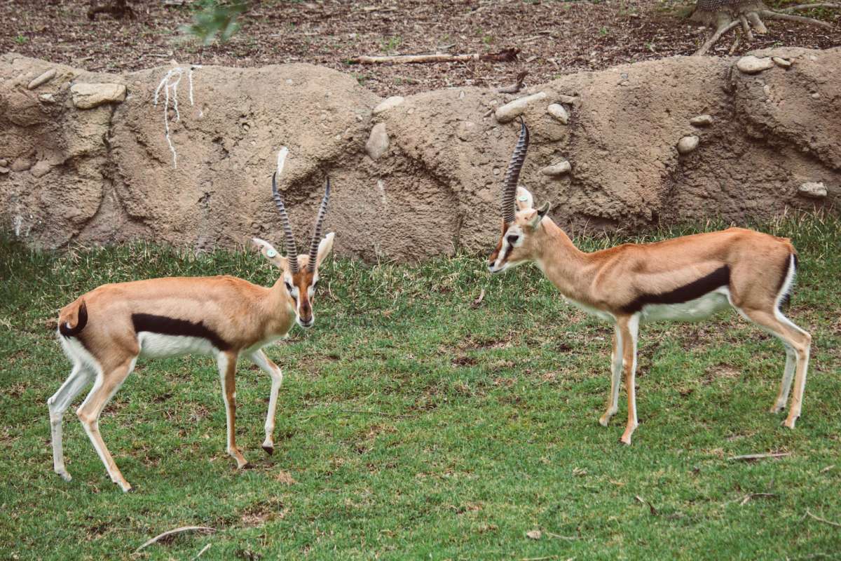 thomson gazelle is one of the animals in sudan savanna