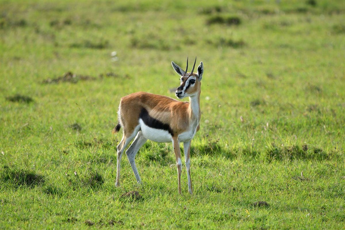 thomson’s gazelle is malawi national animal