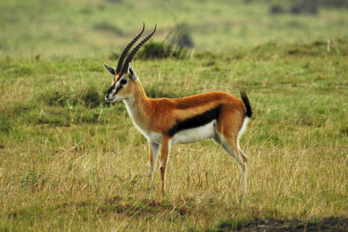 thomson's gazelle