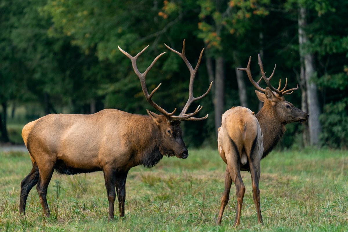 tian shan wapiti