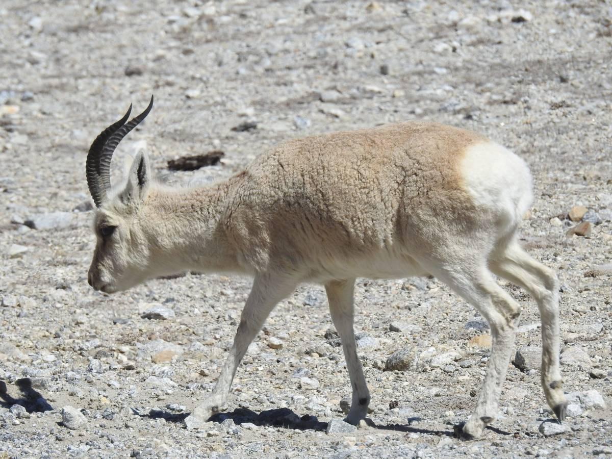 tibetan gazelle