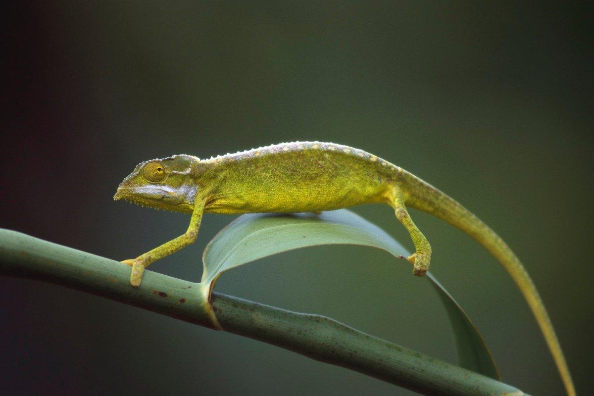 tiger chameleon is one of the endangered species in seychelles