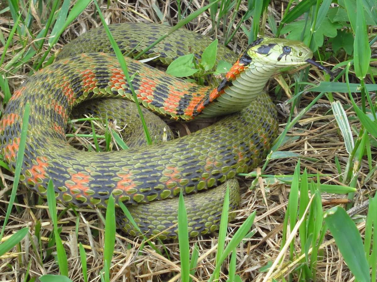 tiger keelback is in the list of animals in japan