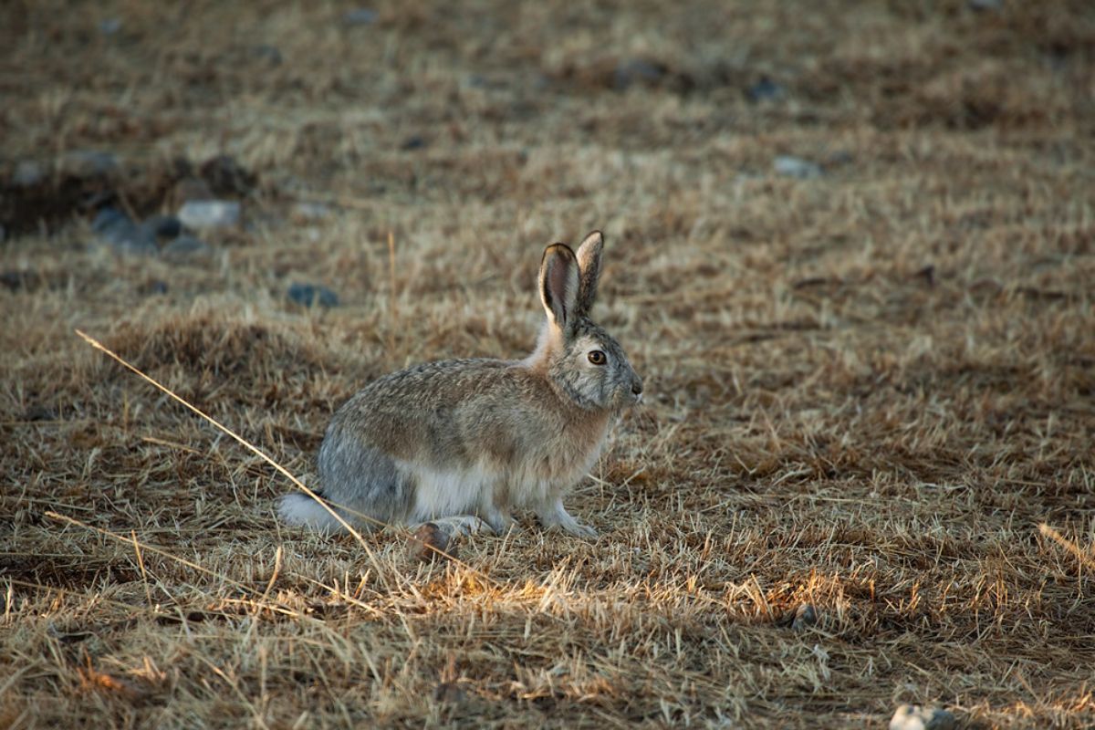 tolai hare