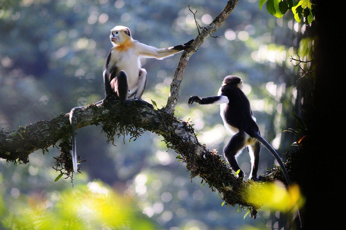tonkin snub-nosed monkey is one of the native vietnamese animals