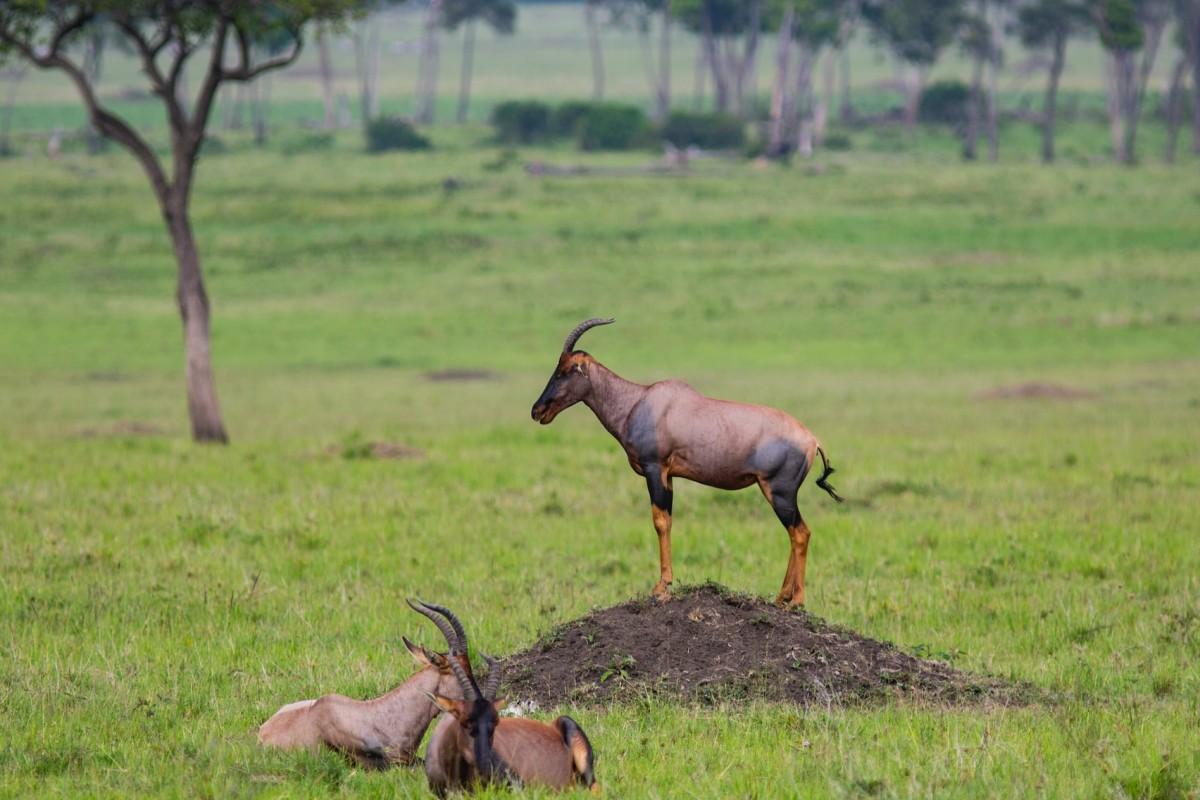 topi is among the rwanda endangered species
