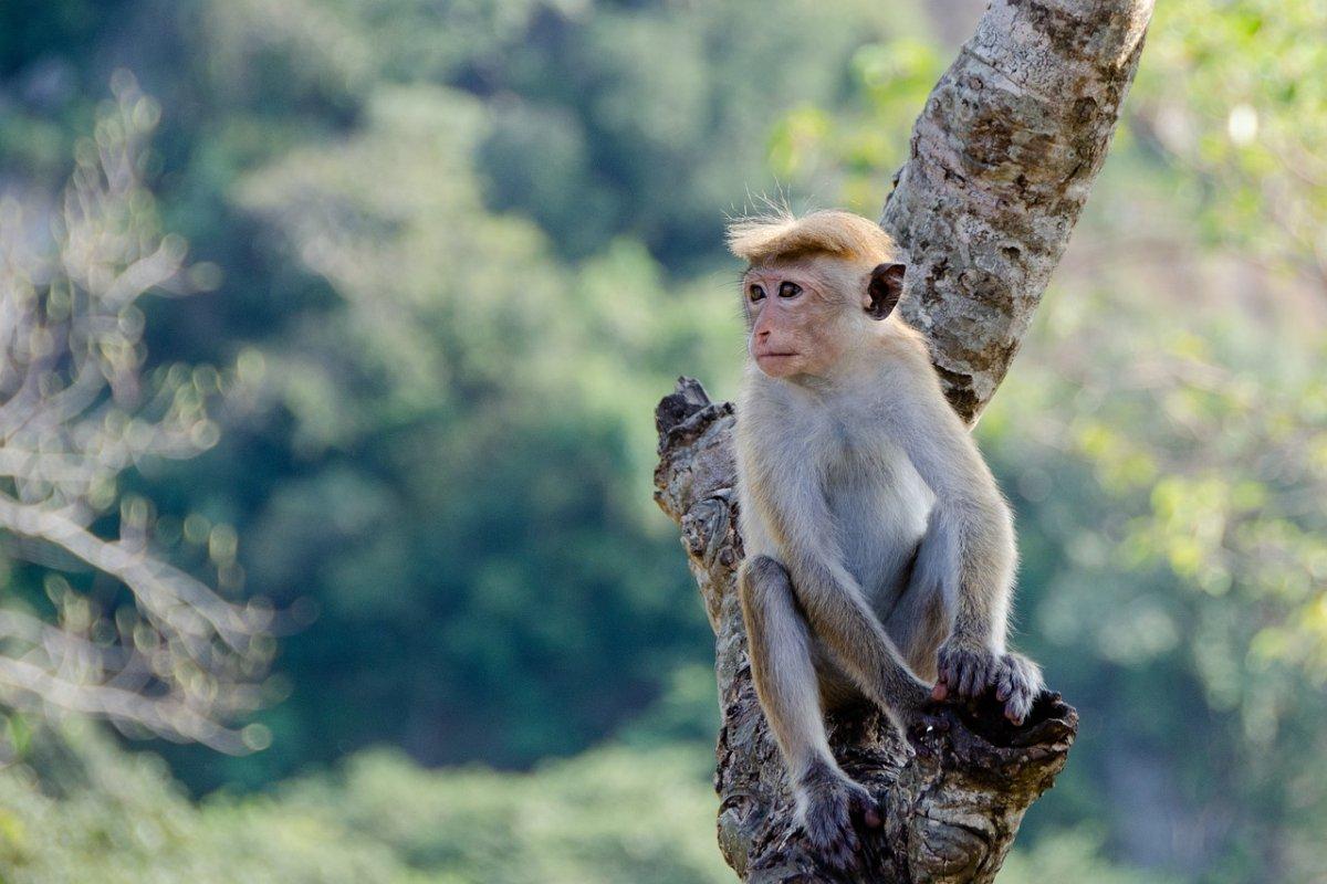 toque macaque is one of the endangered animals of sri lanka