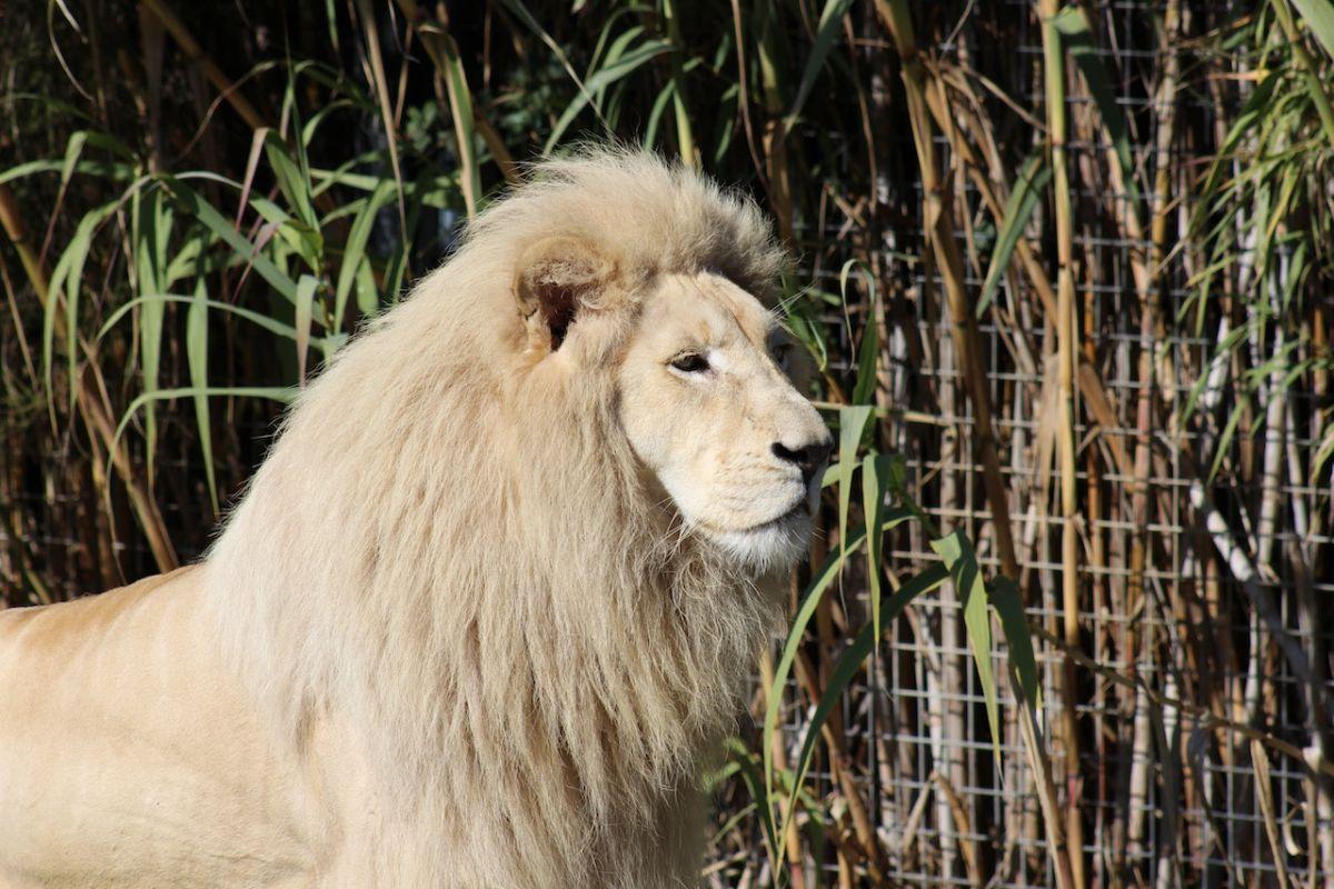transvaal lion is burundi national animal