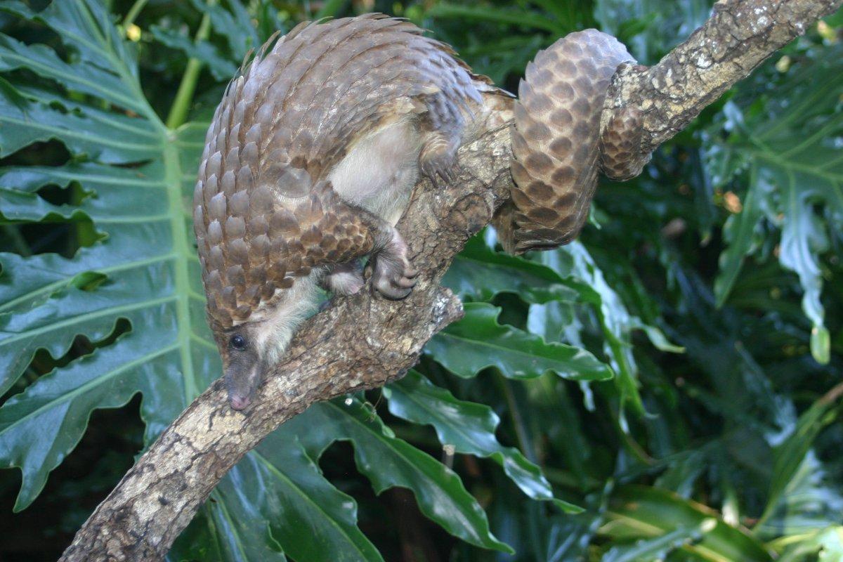 tree pangolin is one of the animals of central africa