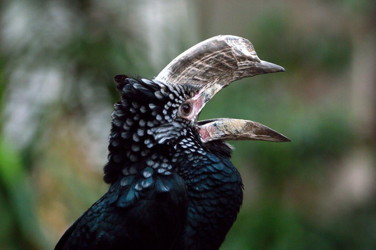 trumpeter hornbill