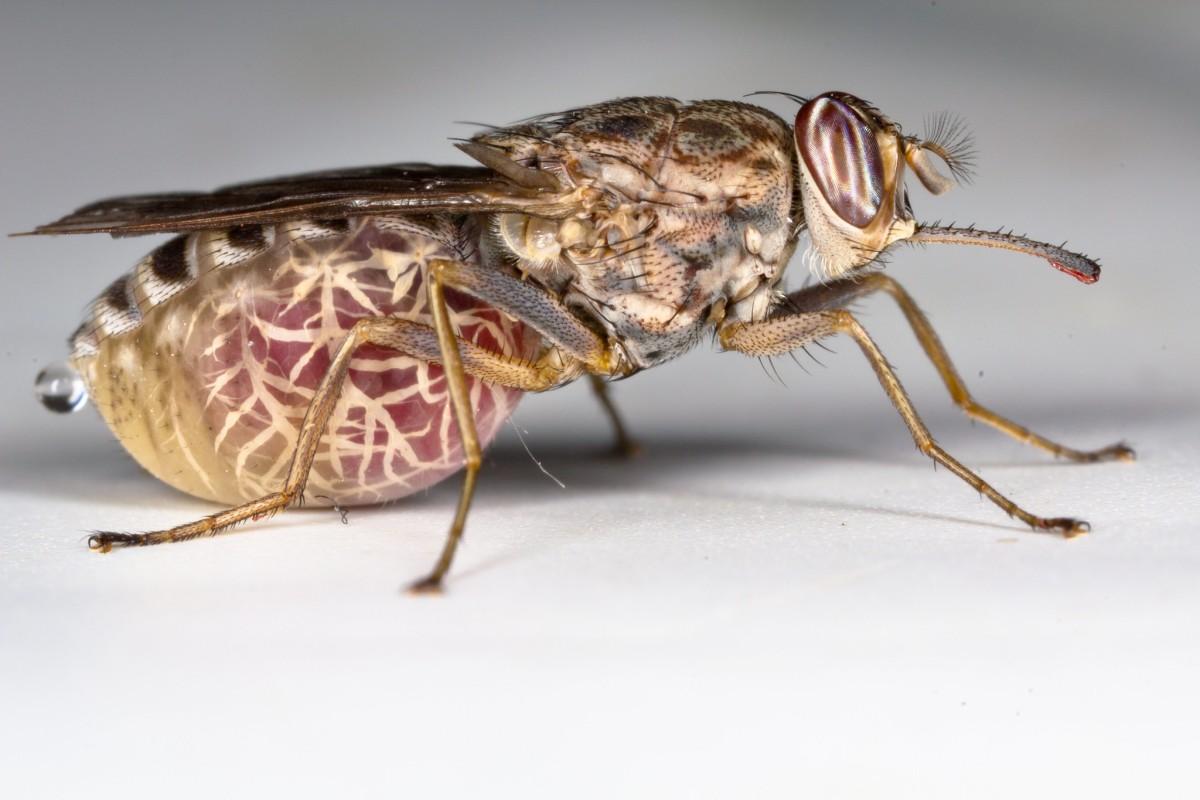 tsetse fly is part of the benin wildlife