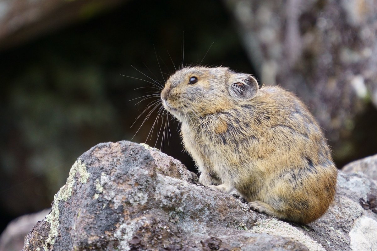 turkestan red pika is one of the animals of uzbekistan