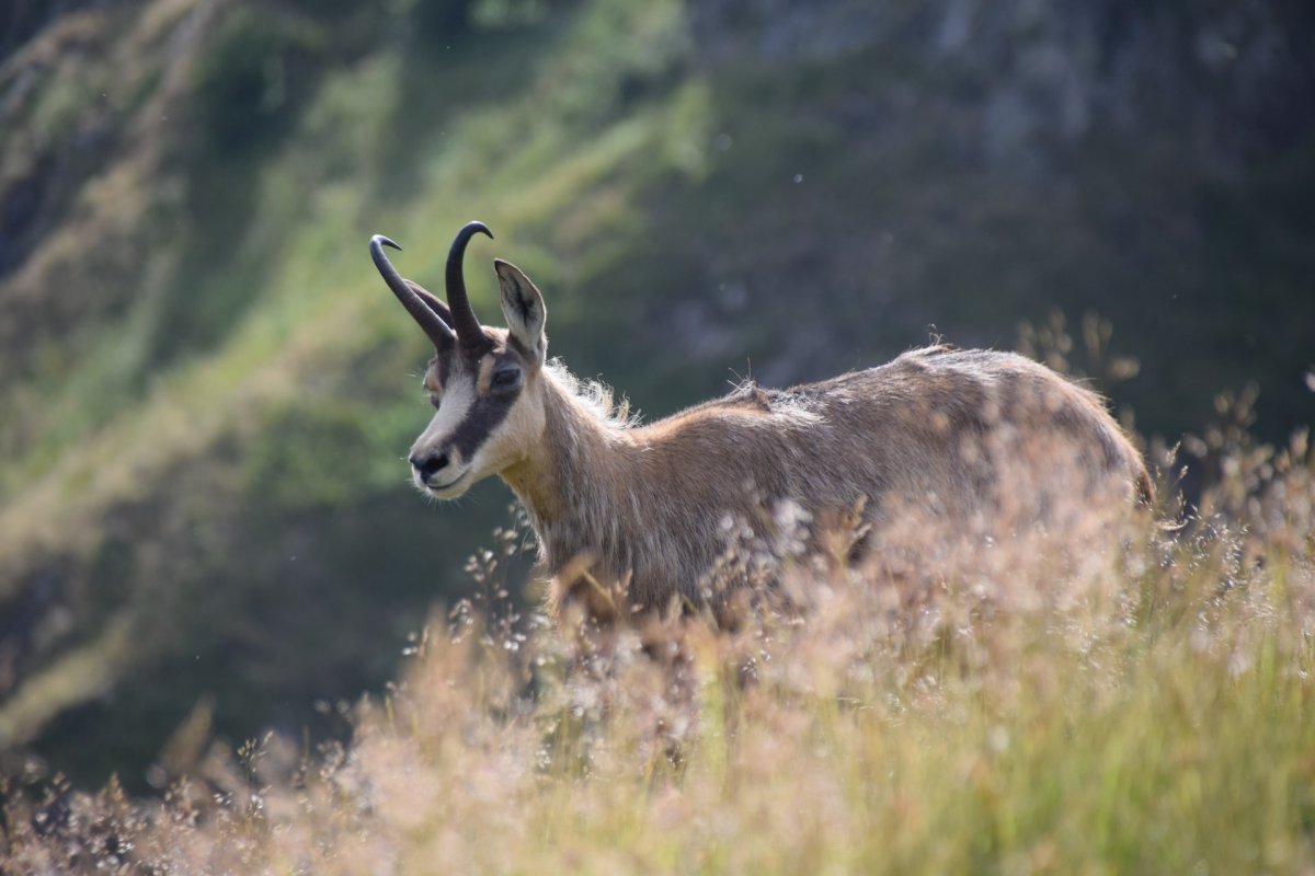 turkey animals facts about the anatolian chamois