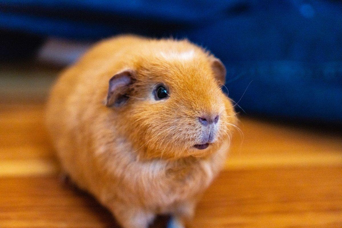 turkish hamster is one of the native turkish animals