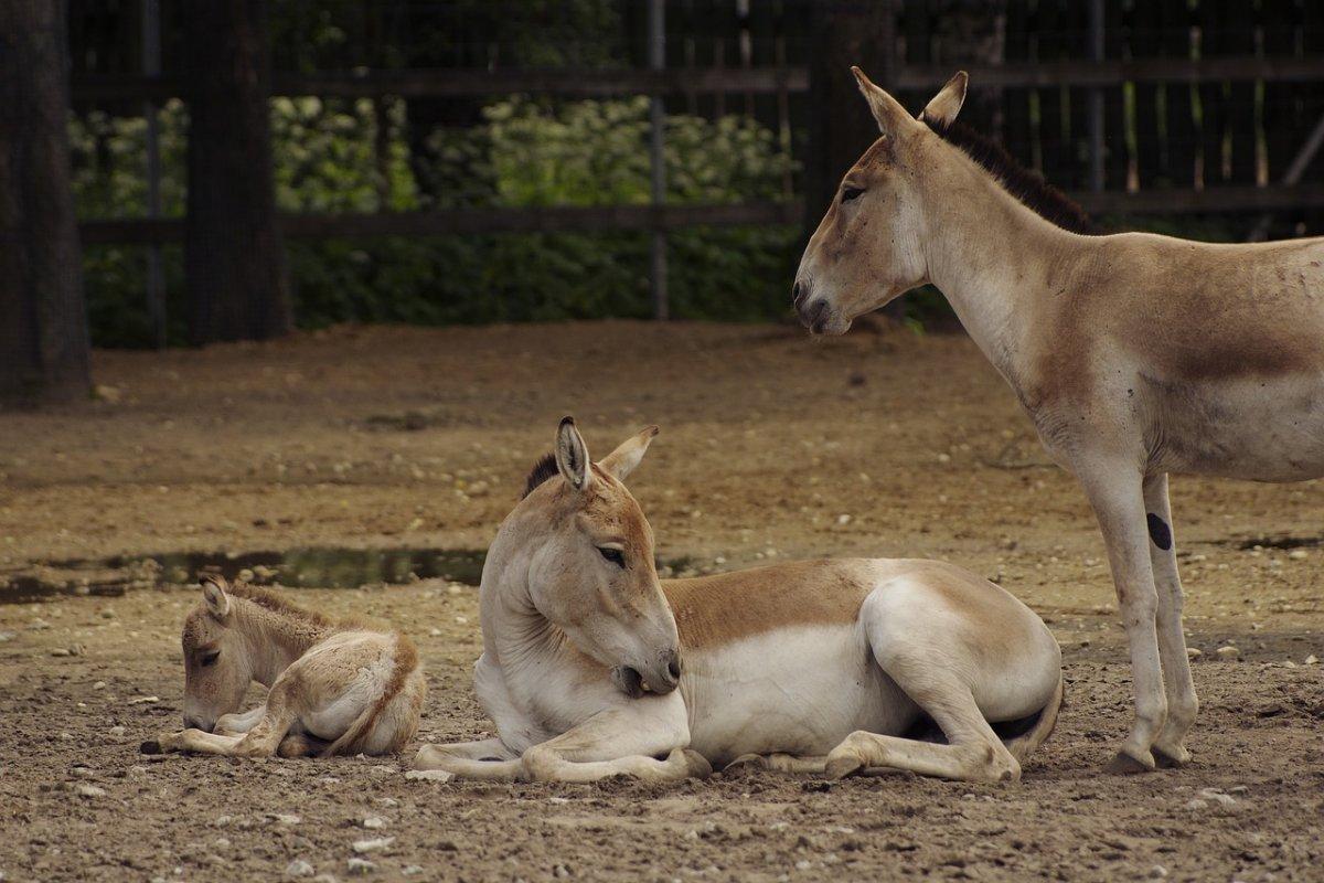 turkmenian kulan