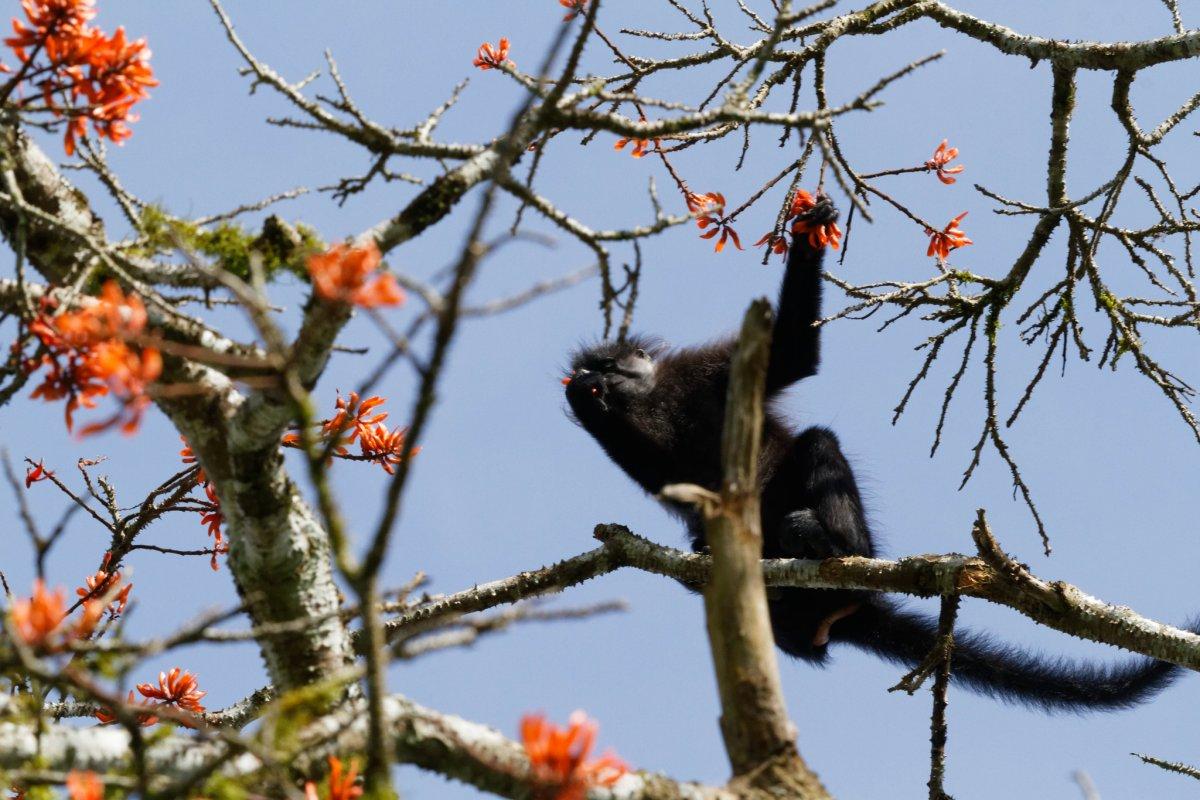 uganda mangabey