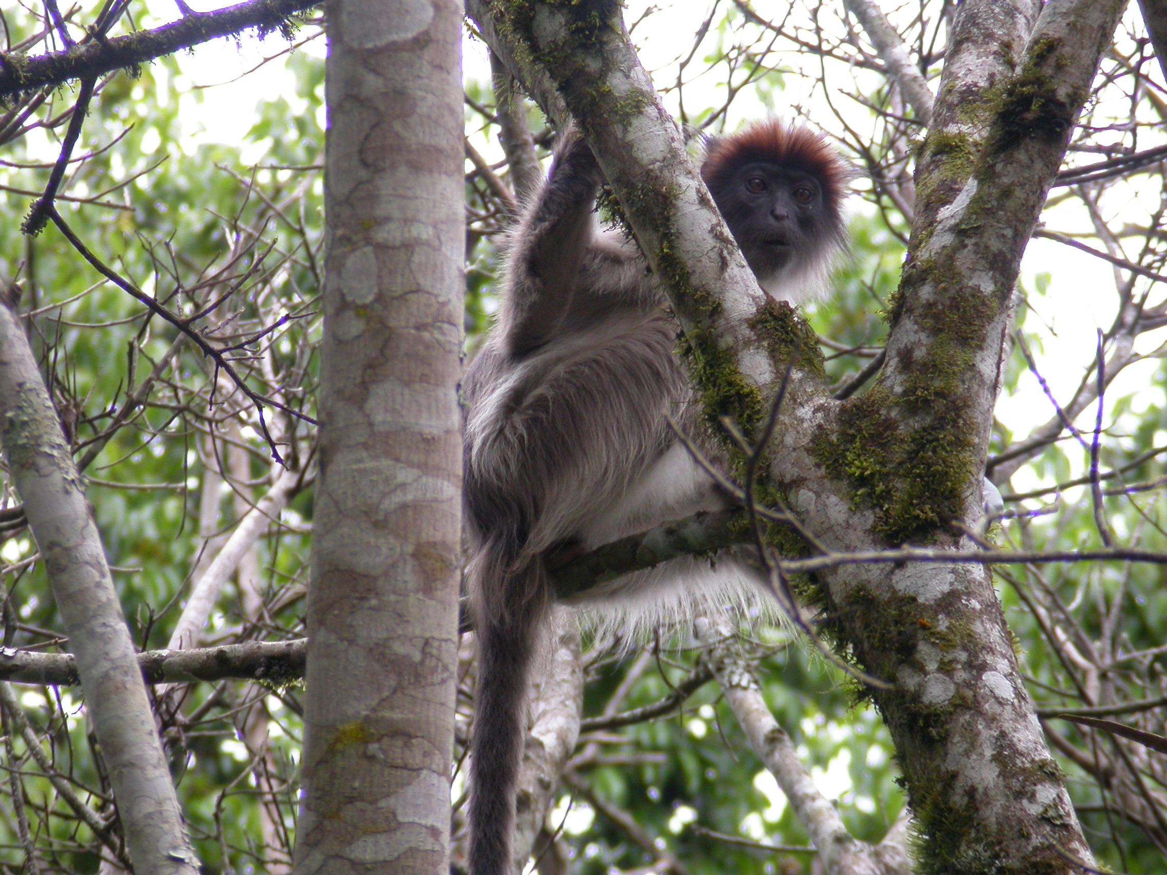 uganda red colobus