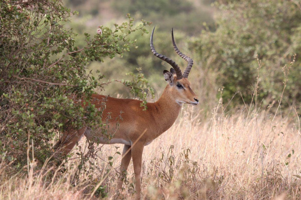 ugandan kob is the national animal of uganda