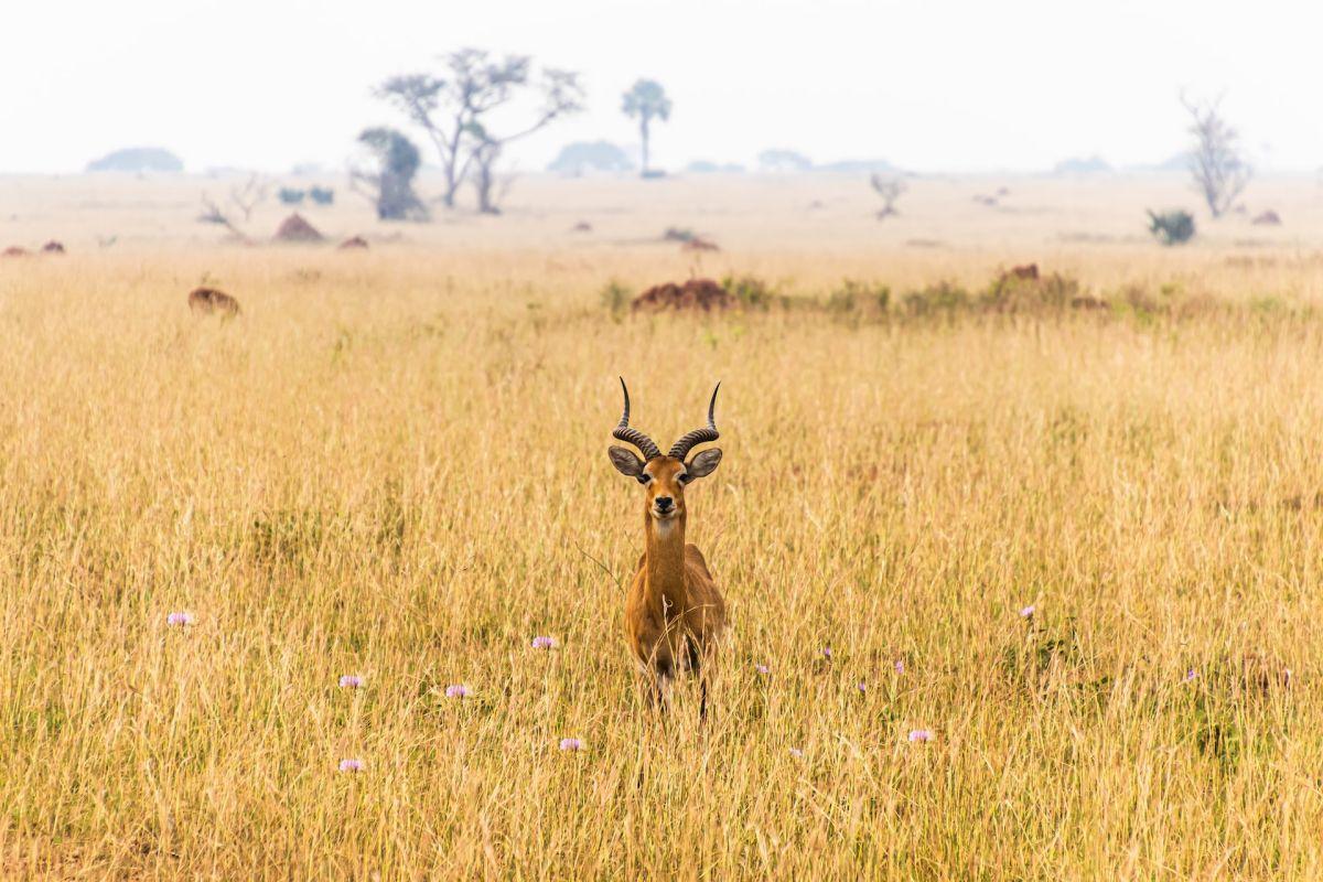 ugandan kob