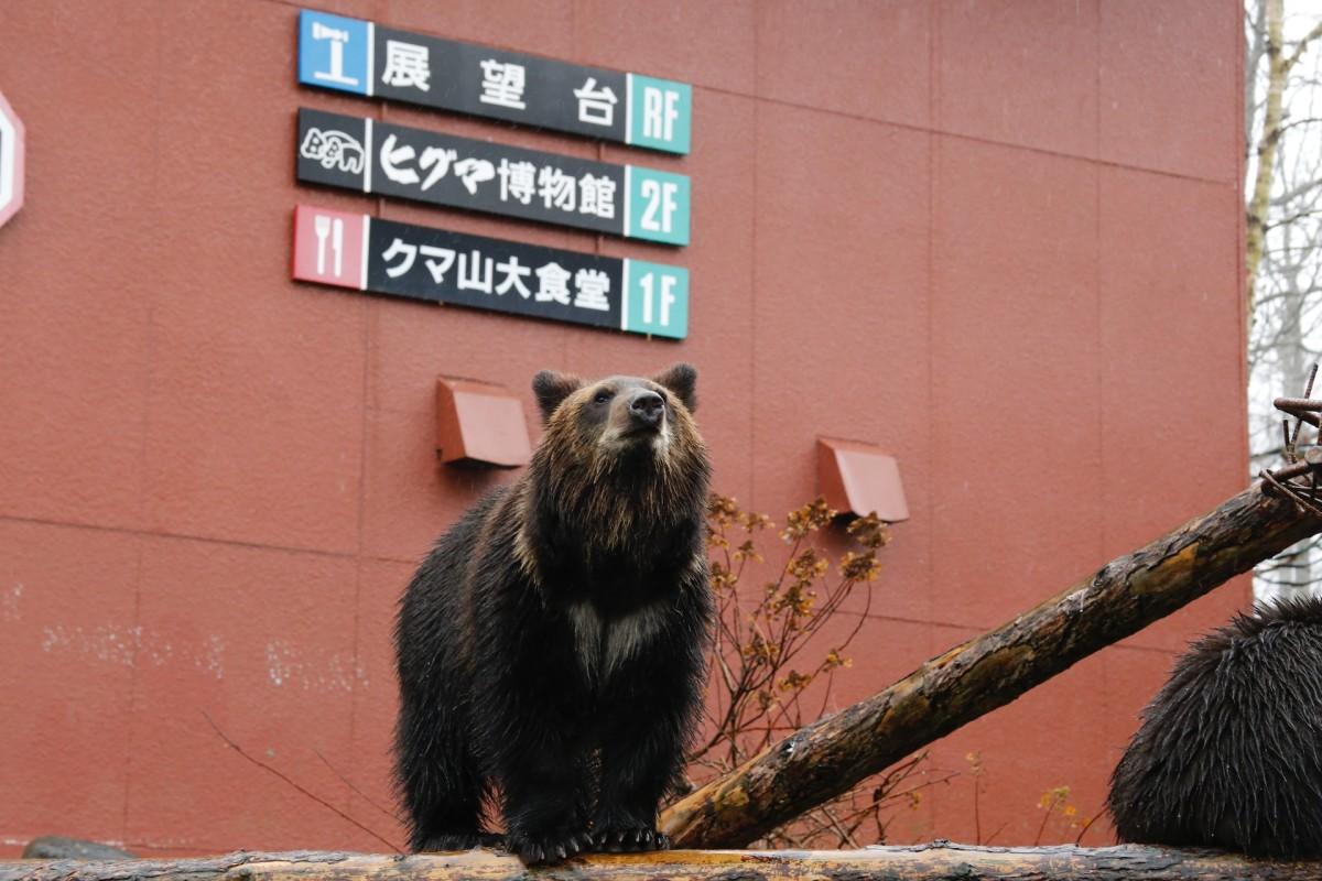 ussuri brown bear is among the wild animals japan has on its land