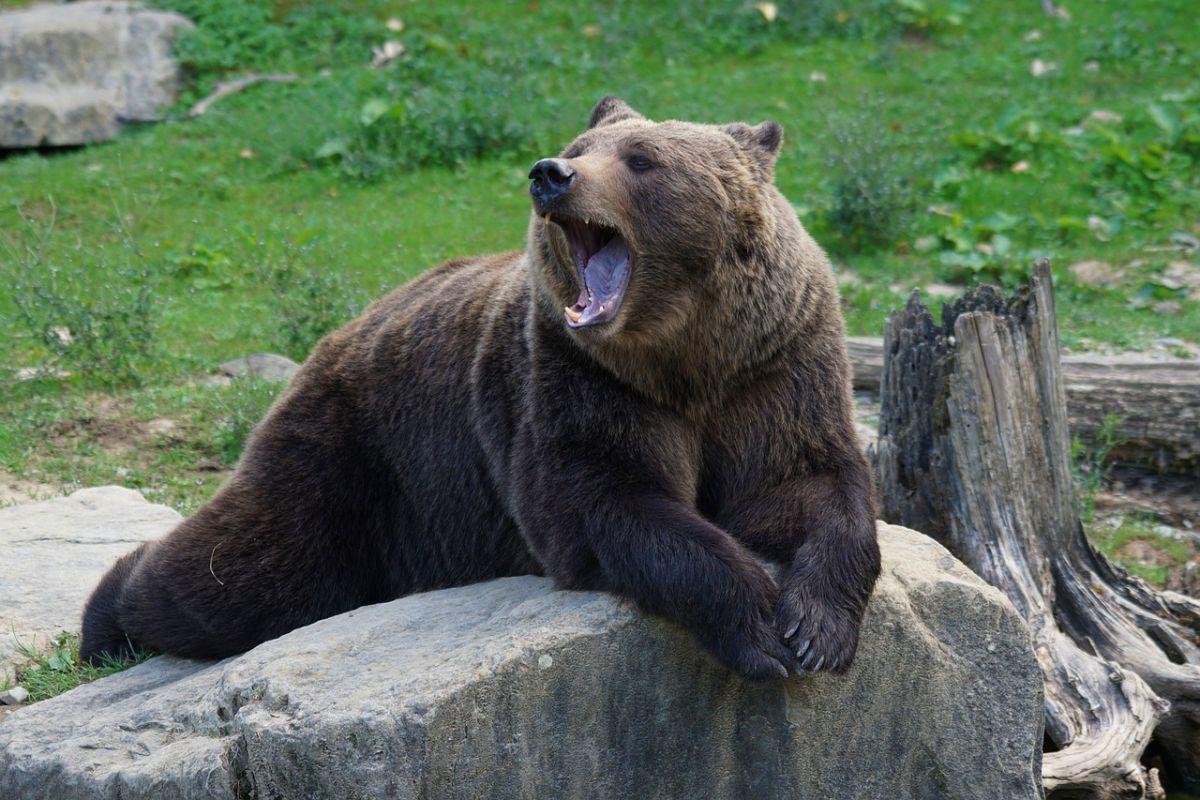 ussuri brown bear is part of the wildlife in north korea