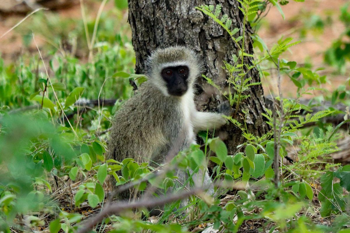 vervet monkey