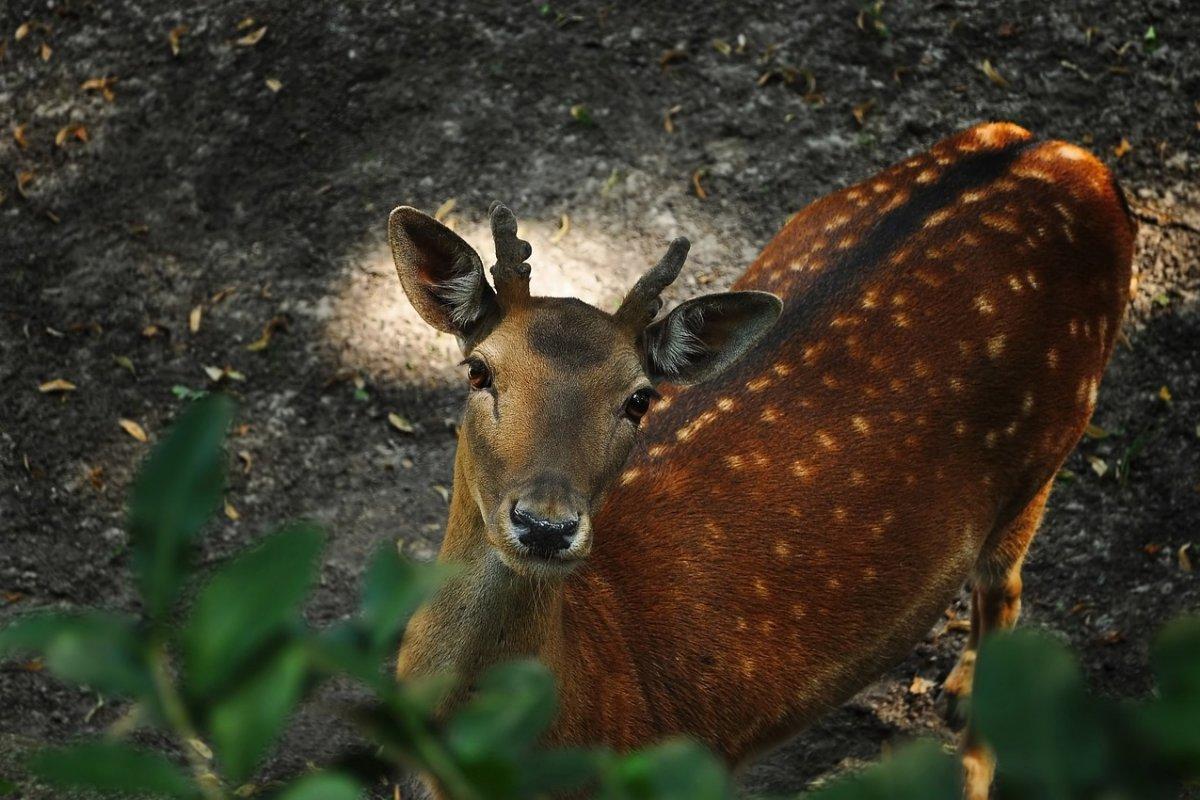 visayan spotted deer is part of the list of animals in the philippines