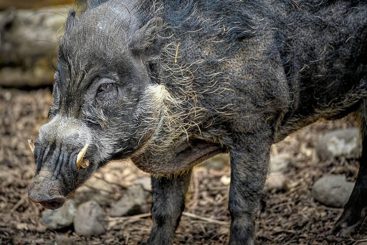 visayan warty pig is one of the animals of philippines