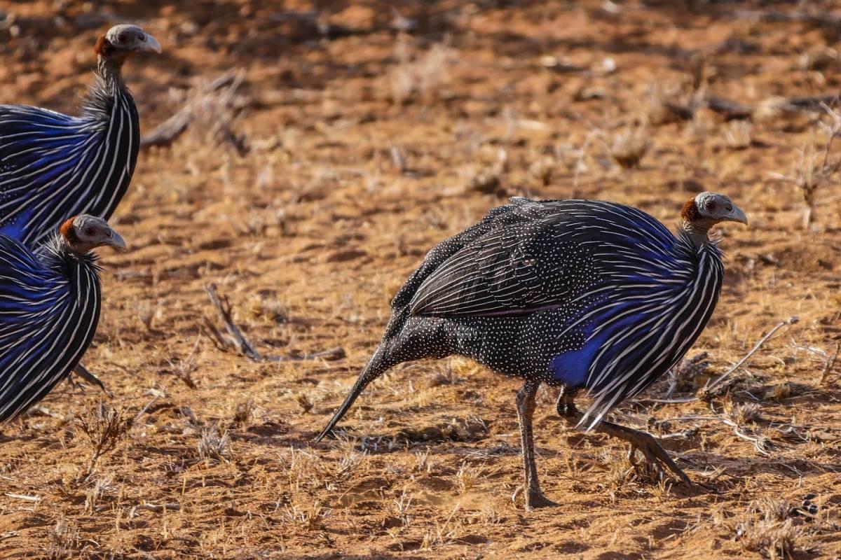 vulturine guineafowl